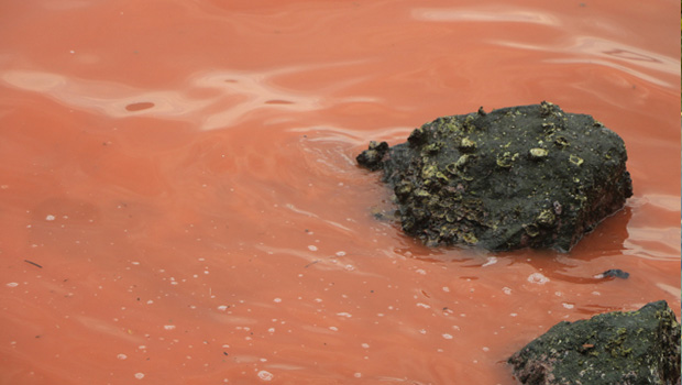 赤潮が発生した海岸の写真