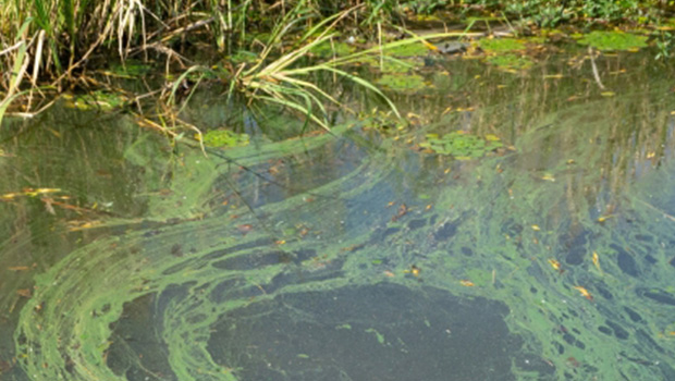 アオコの発生した池の写真